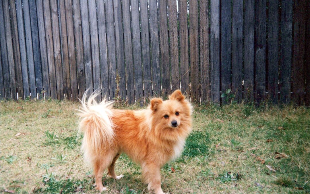 A Farewell to Teddy: The Lessons of Love and Letting Go